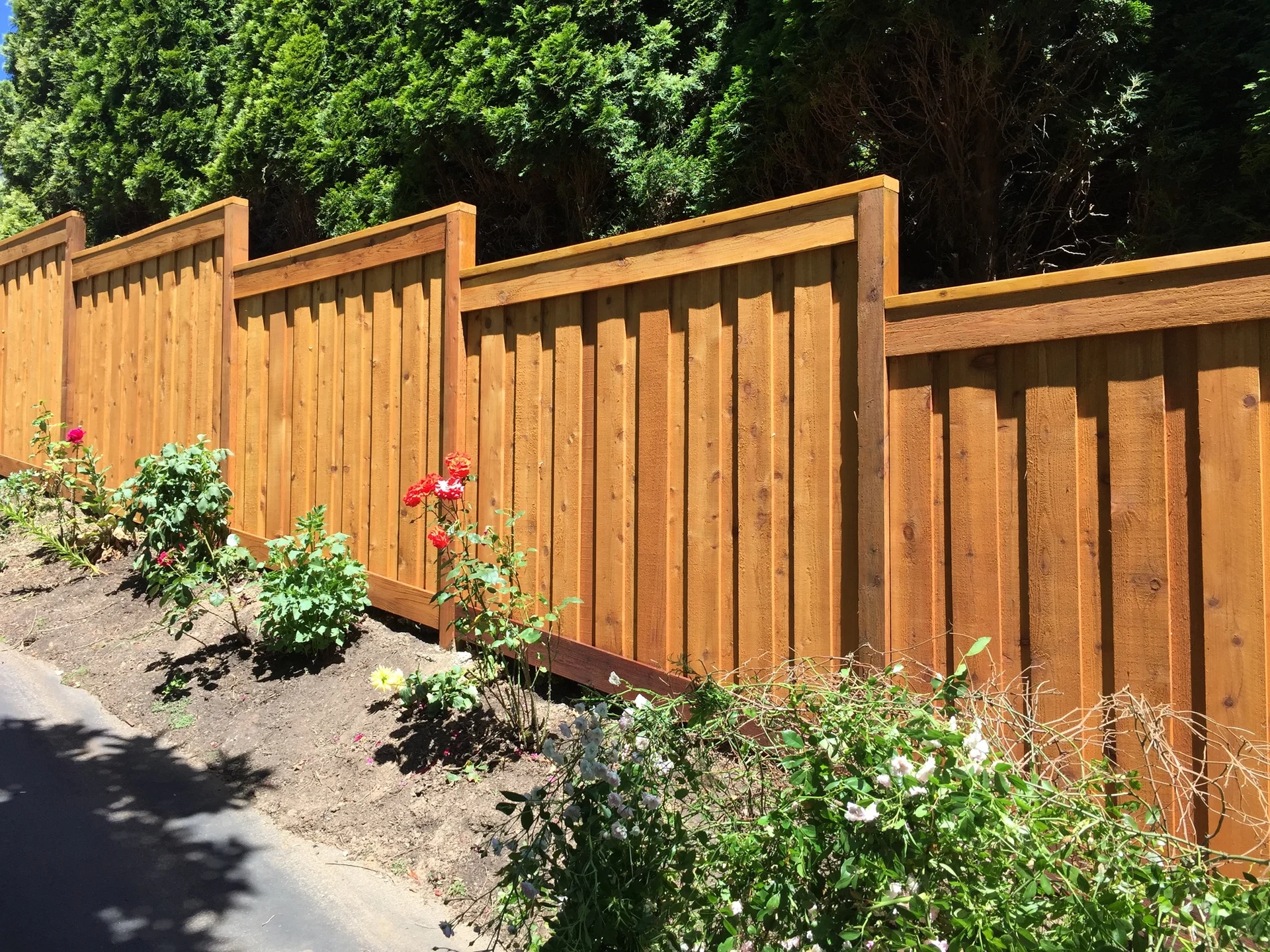 Finished picture-frame cedar privacy fence in a landscaped garden